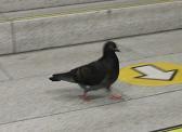 DSCF4600.JPG