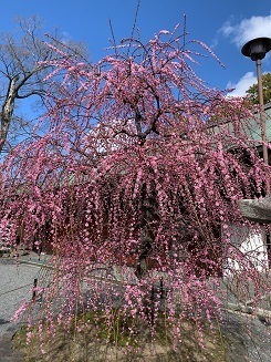 京都2023 (75).jpeg