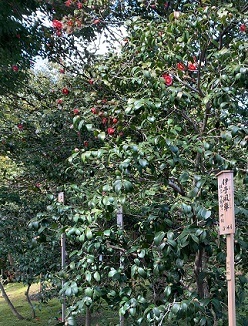 京都2023 (80).jpeg