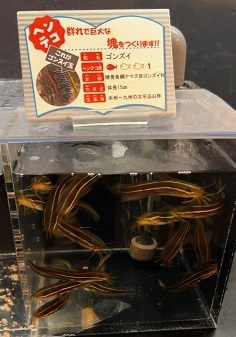 伊豆下田 (169).jpeg