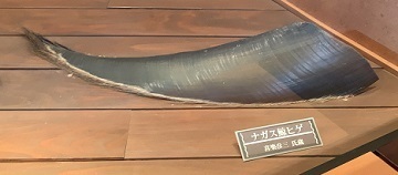 金沢2023 (105).jpeg