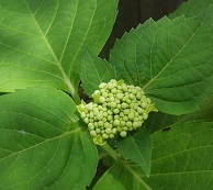 IMGP7802.JPG