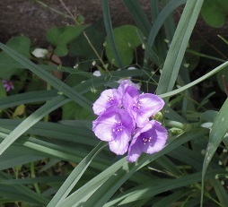 IMGP7832.JPG