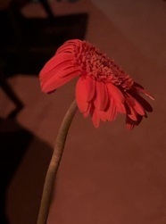 IMG_0006.JPG