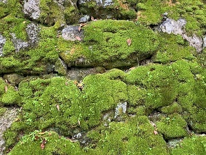 IMG_1337.JPG