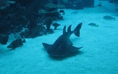 IMG_1514.JPG