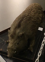 IMG_1775.JPG