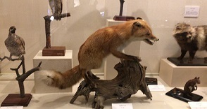 IMG_1781.JPG