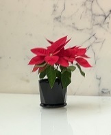IMG_2663.JPG