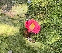 IMG_3039.JPG