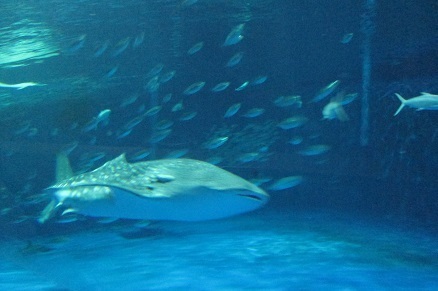 IMG_3044.JPG