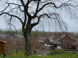 IMG_3545.JPG
