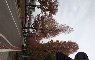 IMG_3565.JPG