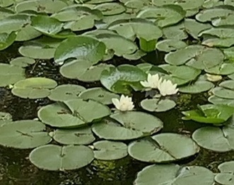 IMG_5490.JPG