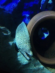 IMG_6874.JPG