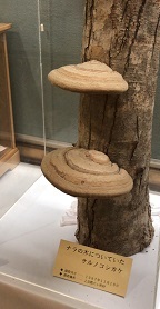 IMG_6935.JPG