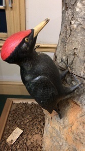 IMG_6941.JPG
