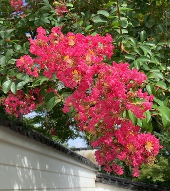 IMG_8471.JPG