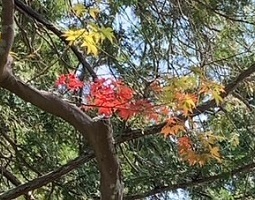 IMG_9023.JPG