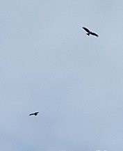IMG_9433.JPG