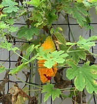 IMG_9444.JPG