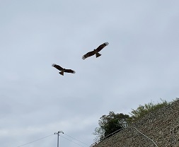 IMG_9449.JPG