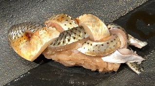 IMG_9667.JPG