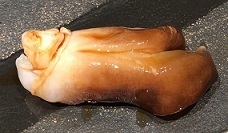 IMG_9668.JPG