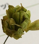 IMG_9957.JPG