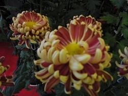 R0014461.JPG