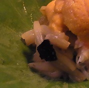 R0017660.JPG