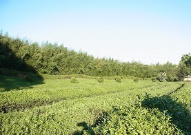 R0019406.JPG