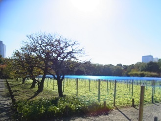 RIMG0774.JPG