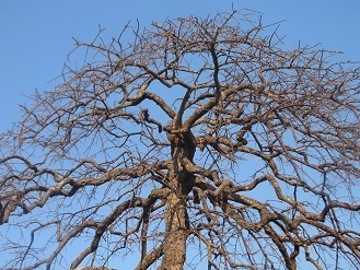 RIMG8900.JPG
