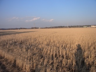 RIMG8931.JPG
